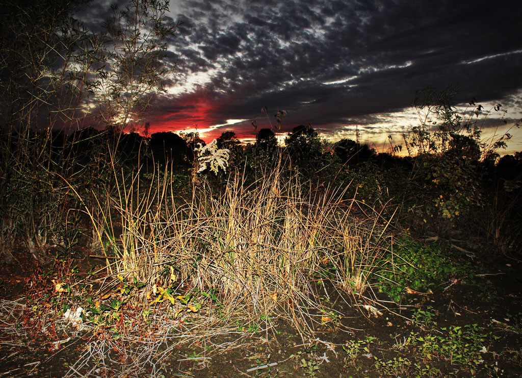 Sunset Over Dry Reeds